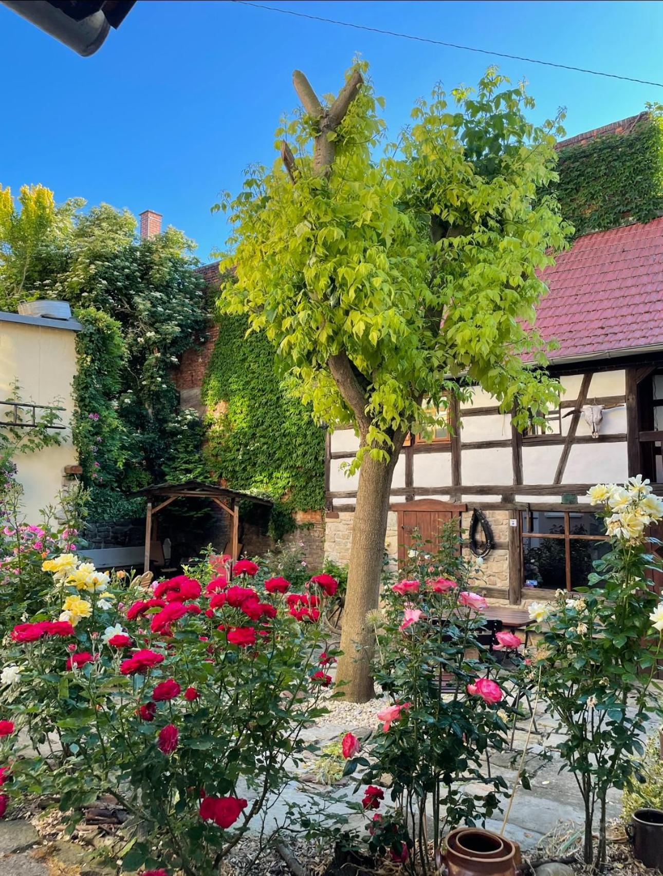 Hotel & Cafe Mohrenbrunnen Eisenberg  Exteriér fotografie
